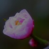 初々しい梅の花