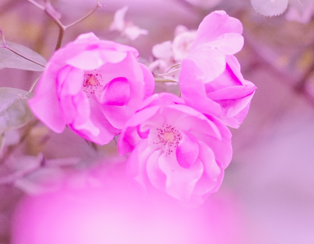 今年咲いてくれた薔薇