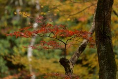 今年の光明禅寺～2