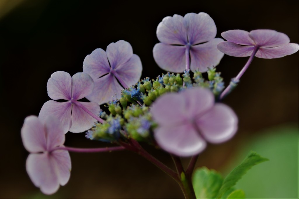 筥崎宮 紫陽花17
