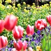菜の花も、、
