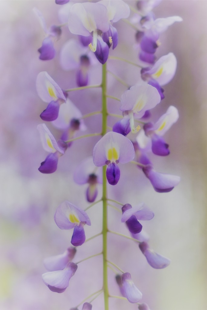 フジ