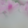 公園　ツツジ