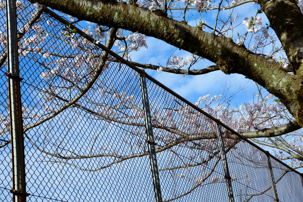 over the fence