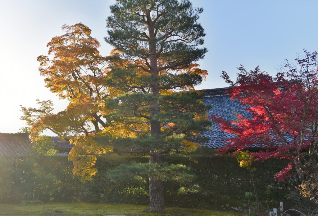 天龍寺 早朝参拝~1