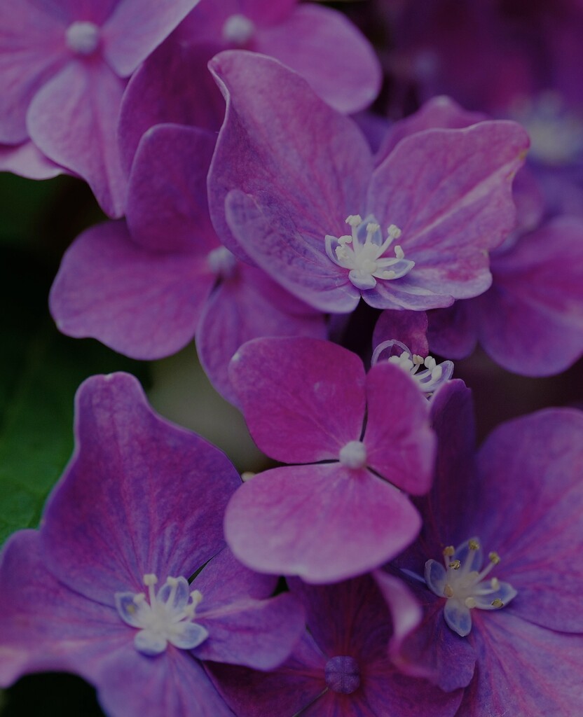 紫陽花　花は何処