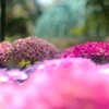 紫陽花5