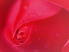 何が見えますか