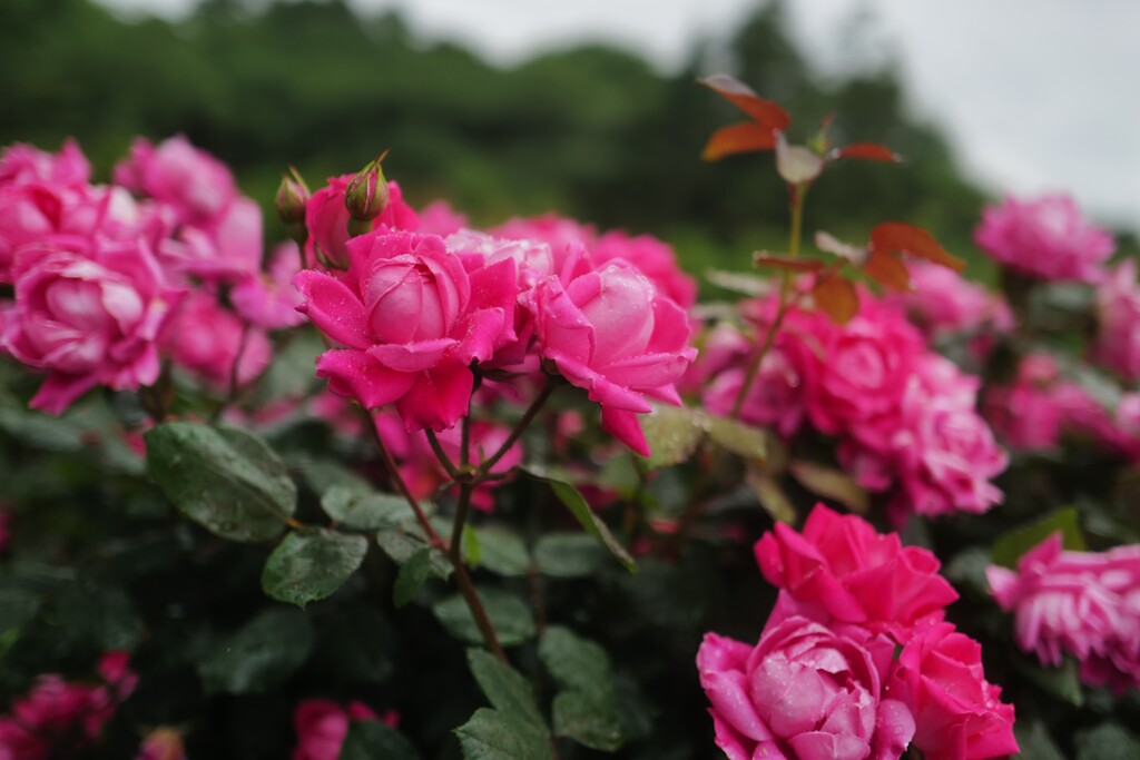赤い薔薇