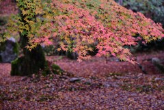 残影~光明禅寺 秋深し(2)