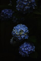 アジサイ