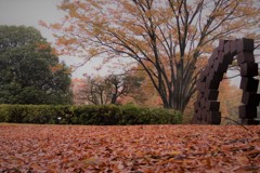 秋の残影　昭和記念公園～紅葉じゅうたん