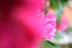 庭の薔薇