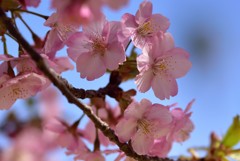 桜～伊豆の踊子2