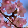 桜～伊豆の踊子2