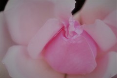 プチトリアノン3