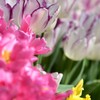 チューリップと一緒に～水仙