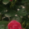薔薇の季節