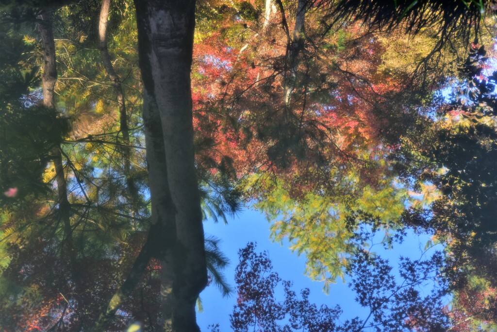 天龍寺 早朝参拝~池にも秋の訪れ