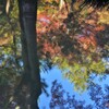 天龍寺 早朝参拝~池にも秋の訪れ