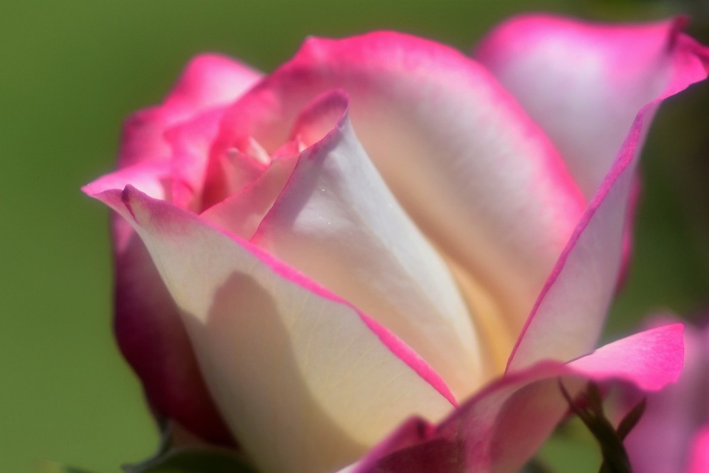 薔薇道1