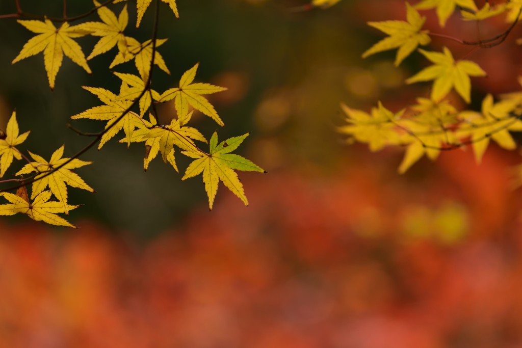 今年の光明禅寺～5