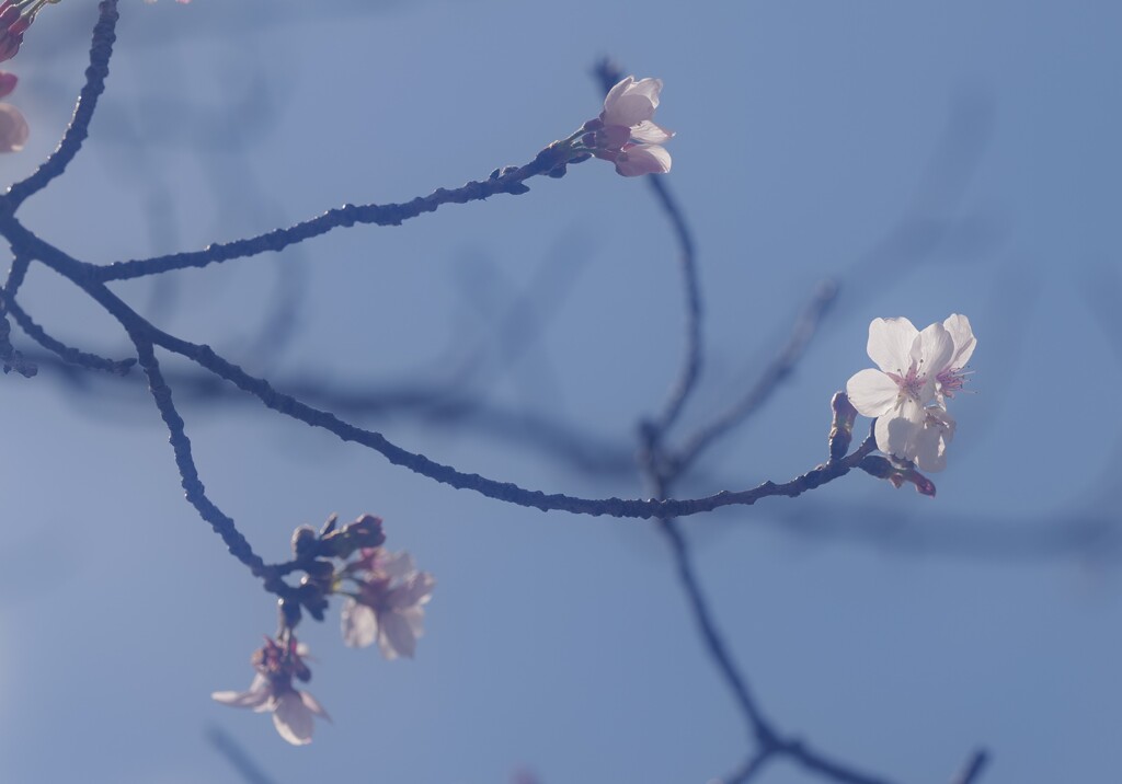 桜咲く
