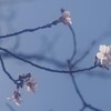 桜咲く