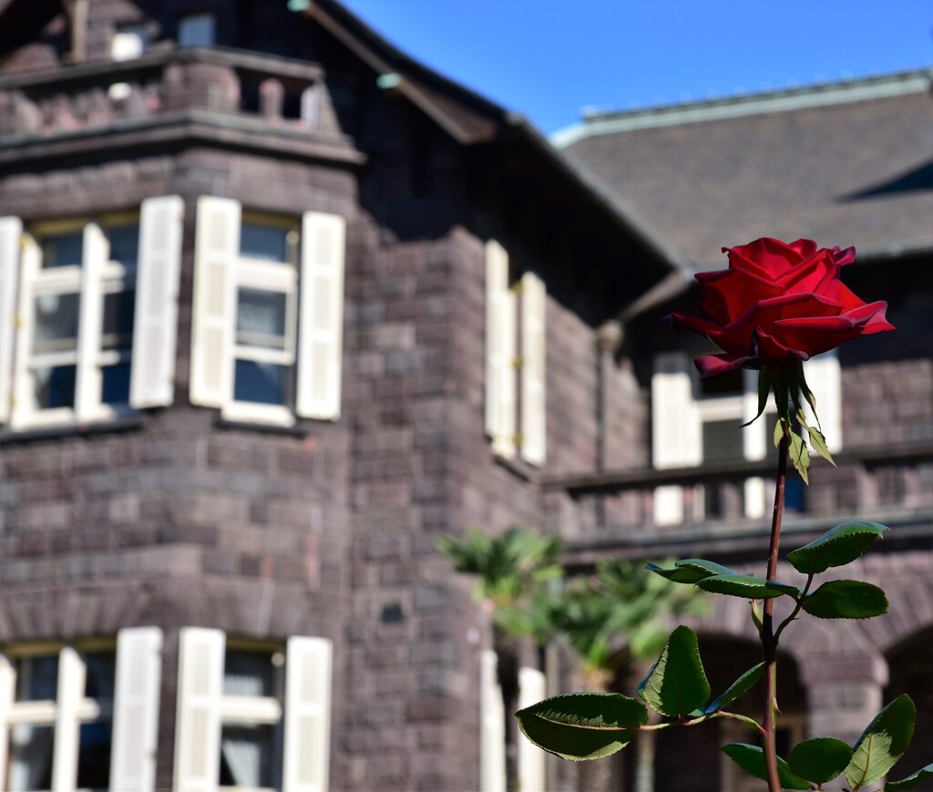 薔薇は二度咲く～2