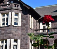 薔薇は二度咲く～2