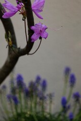 イワツツジ