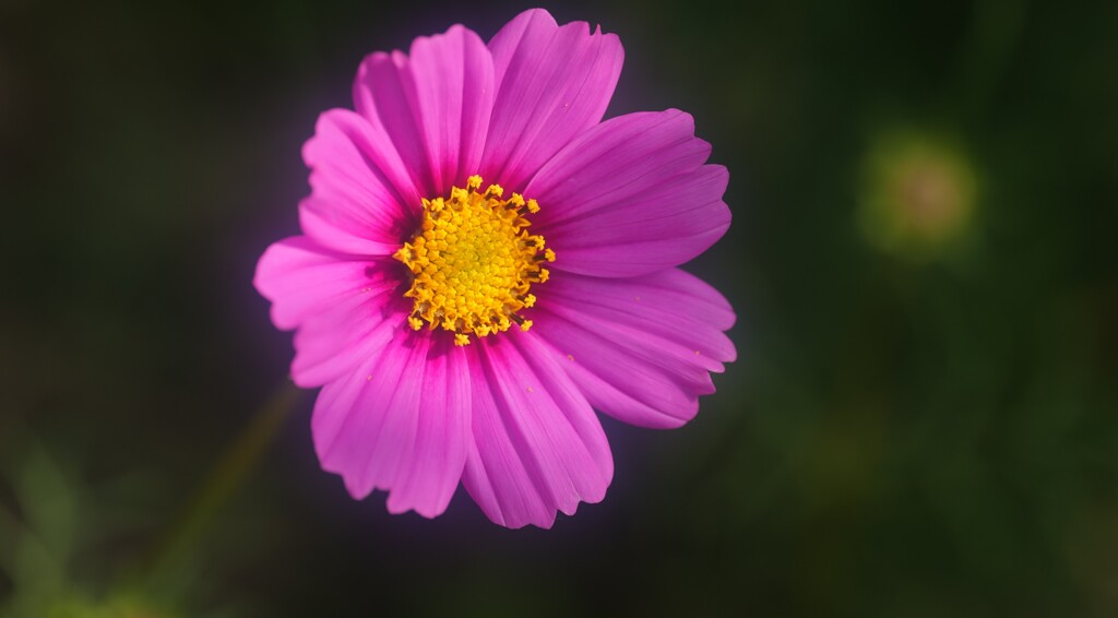 今年の秋桜　1