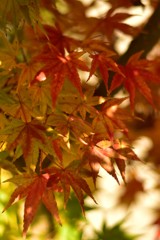 大宰府の秋～十人十色