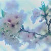 桜色