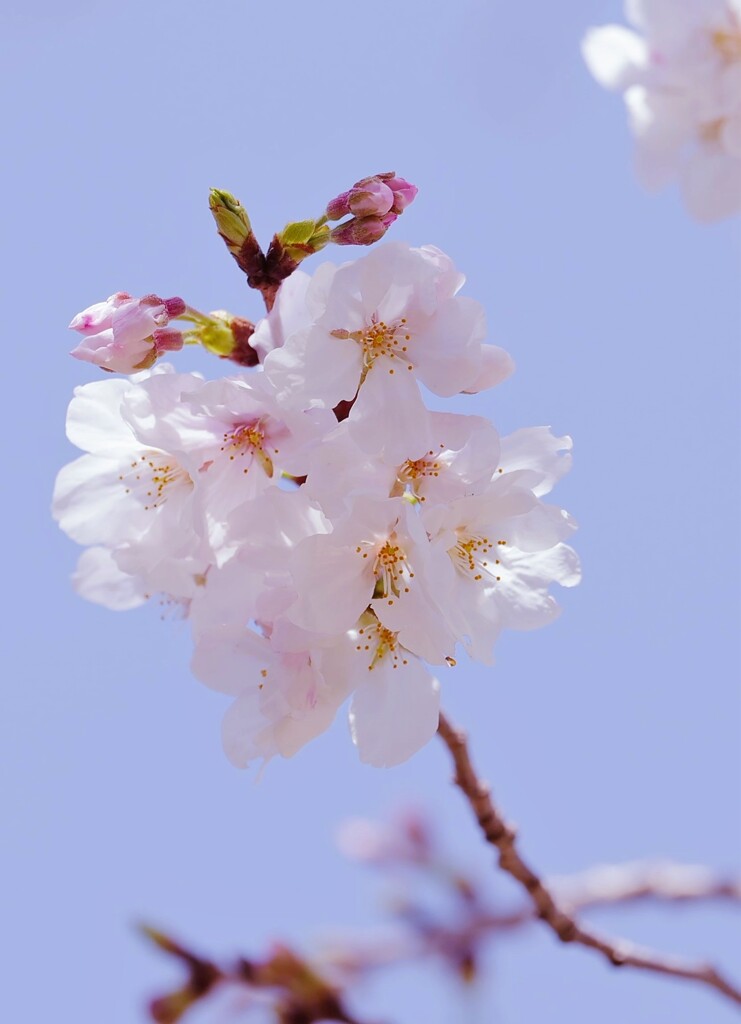 桜4