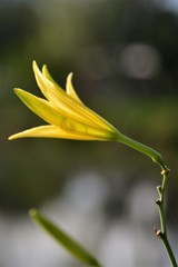 一輪の花