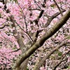 もうすぐ春ですね
