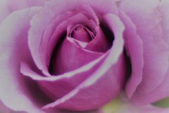 シークレット パフューム2