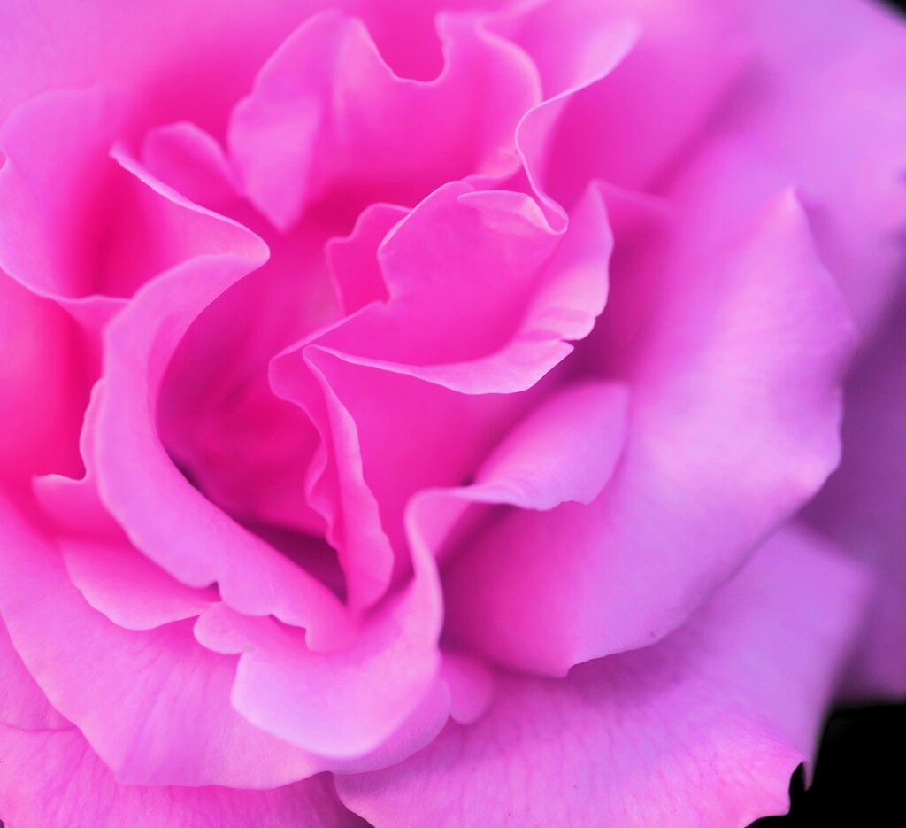 それぞれの薔薇