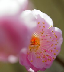 今年の梅は薄いピンク色