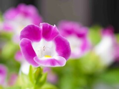 お出迎えの花々2