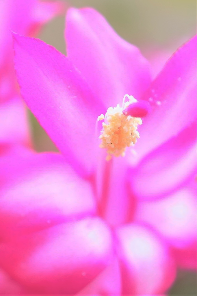 カニバサボテンの花No2