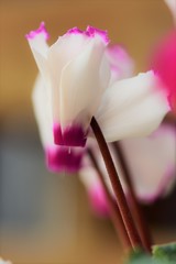 Cyclamen～shyness