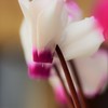 Cyclamen～shyness