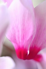 shyness