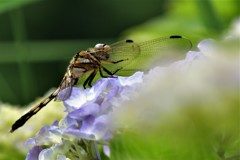 紫陽花ライダー