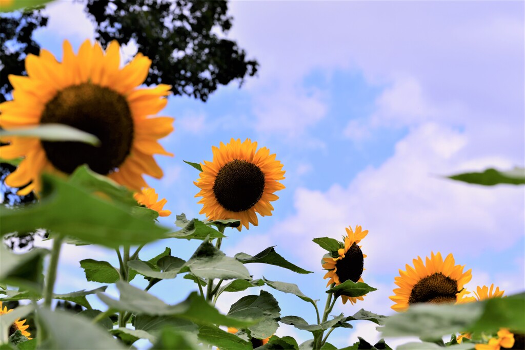 夏、真っ盛り２）