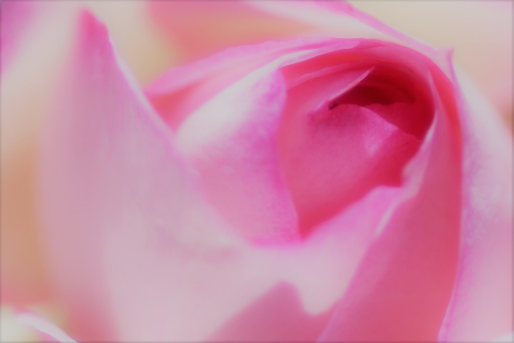 薔薇道4