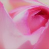 薔薇道4