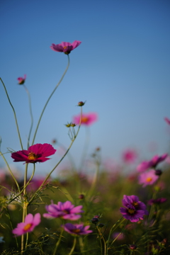 秋桜